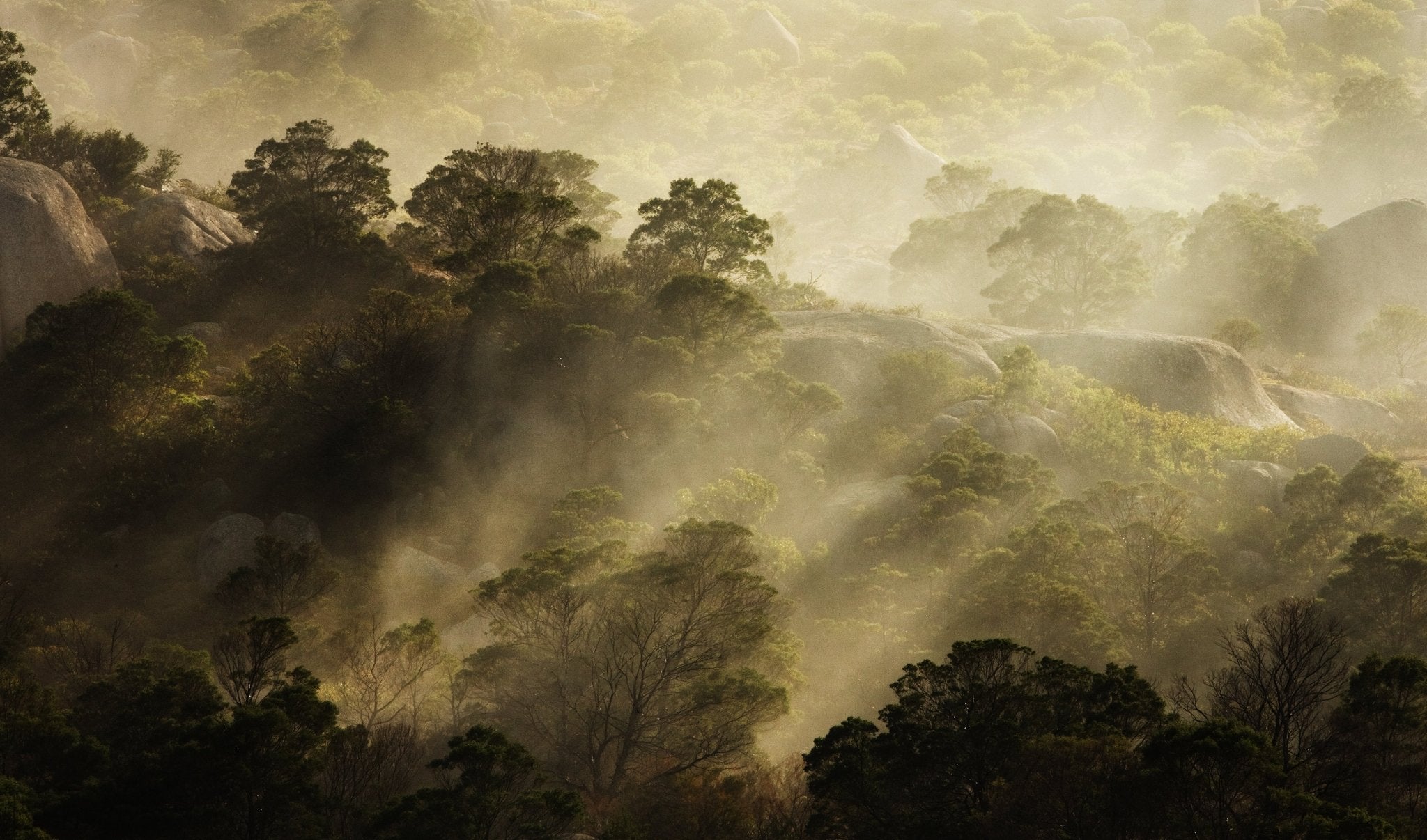 Forest Mist, Geelong - Studio CT