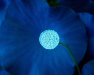 Lily Pad - Studio CT