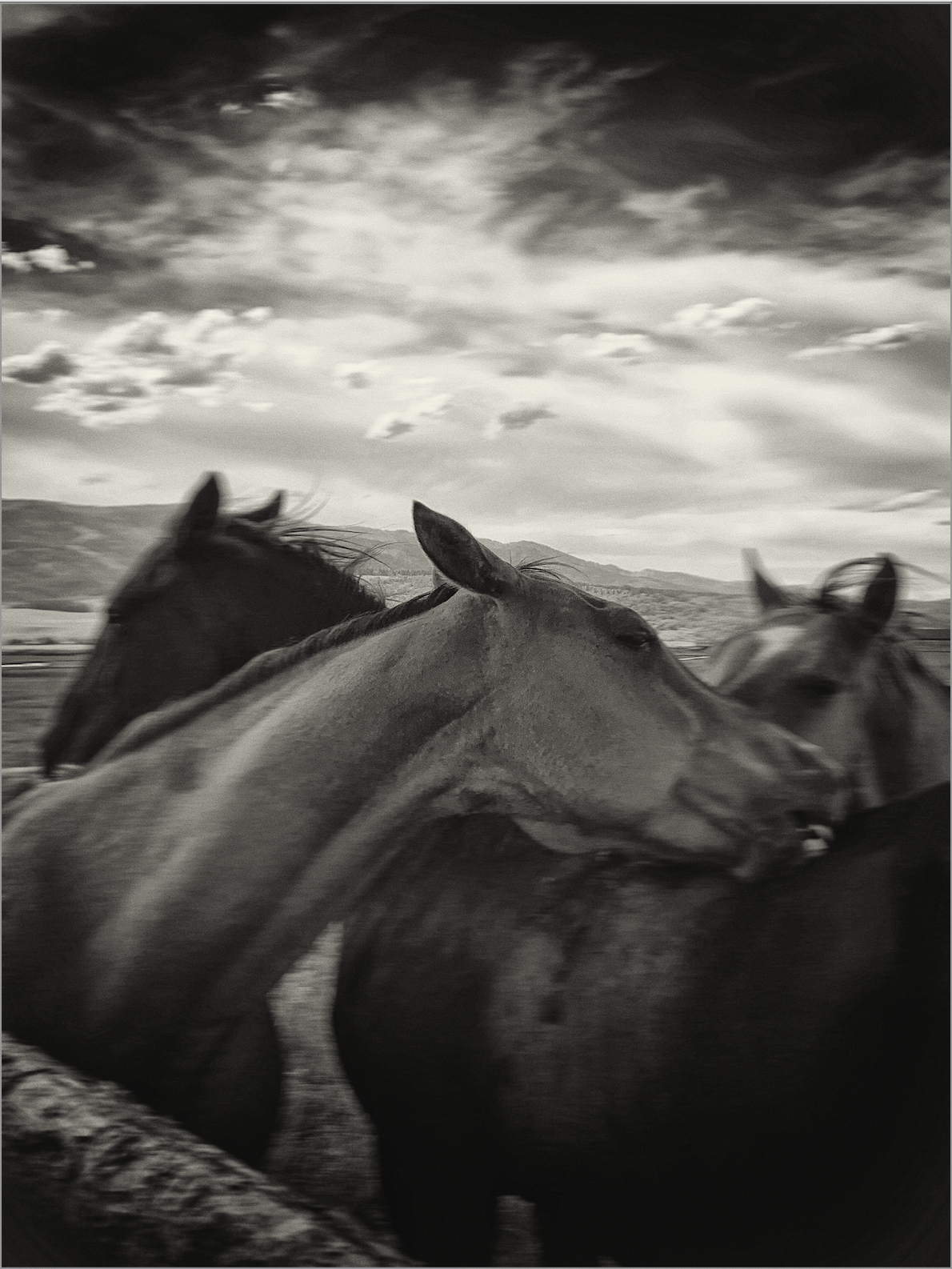 Rick’s Horses - Studio CT