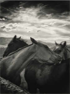 Rick’s Horses - Studio CT
