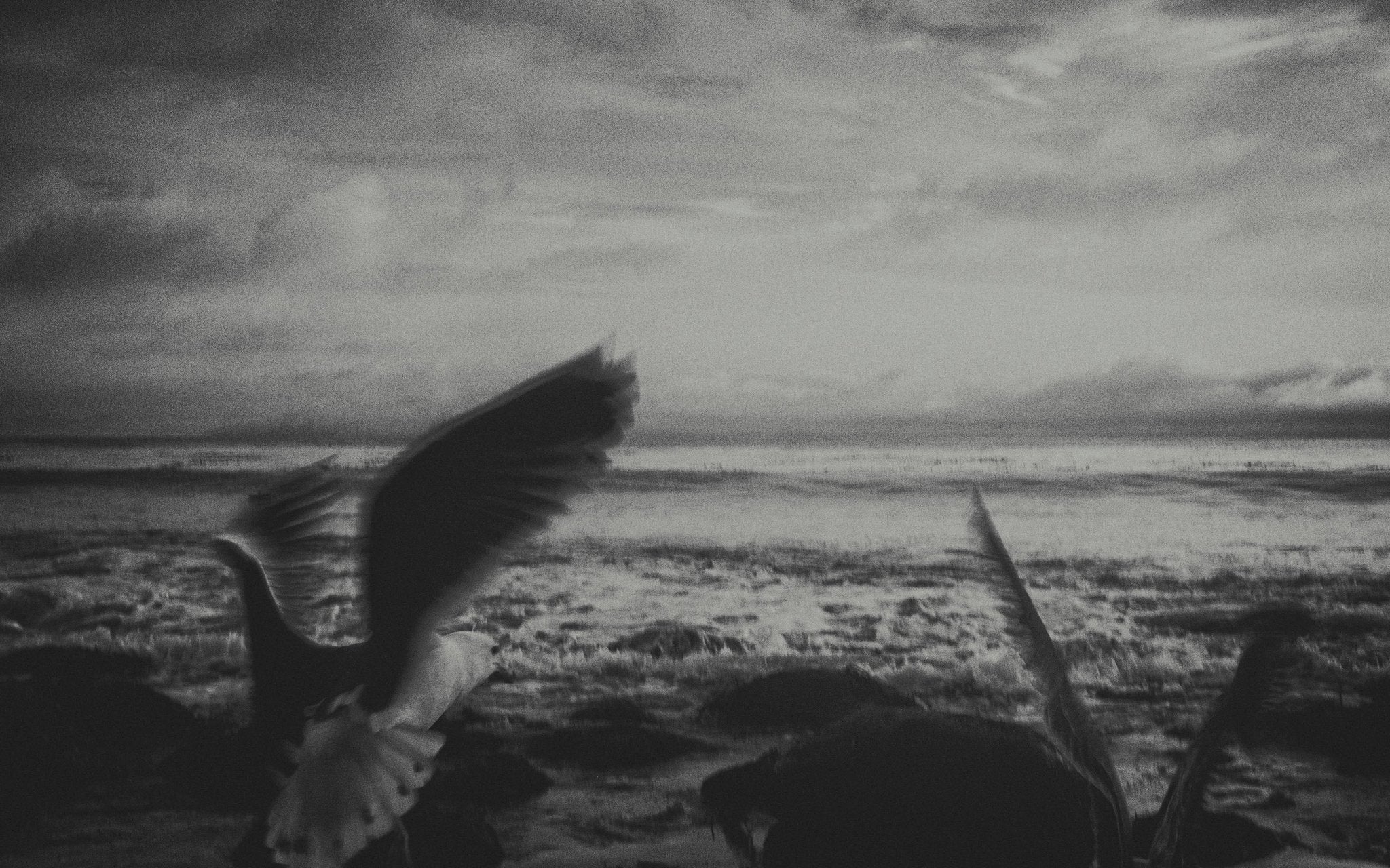 Seagulls - Studio CT