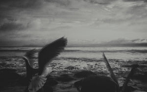 Seagulls - Studio CT
