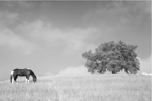 Horse and Tree - Joe Bellissimo