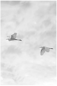 Egrets Vertical (Black & White) - Joe Bellissimo