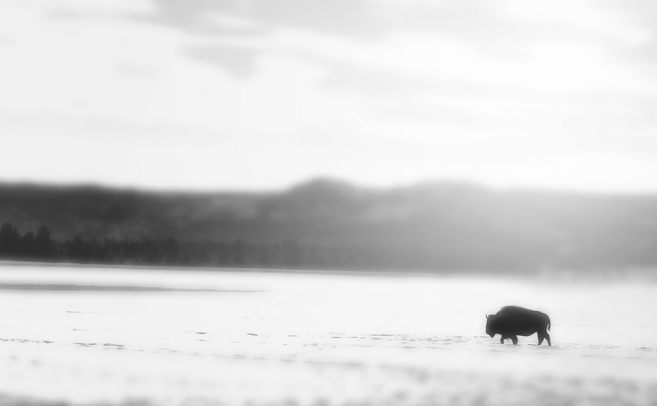Bison - Studio CT