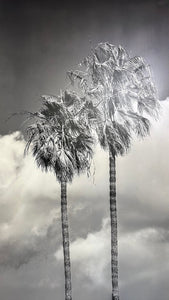 Cloud Palms - Studio CT