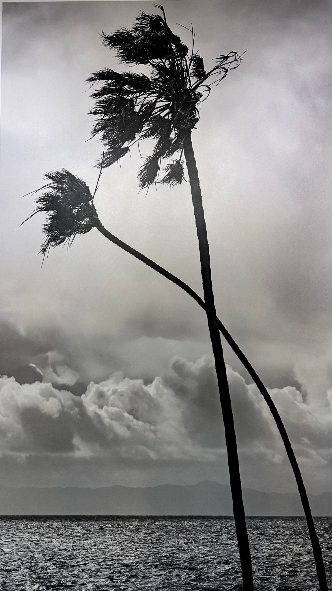 Crossed Palms - Studio CT