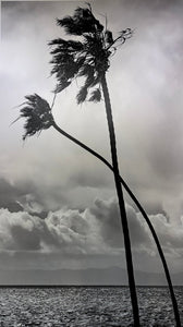 Crossed Palms - Studio CT