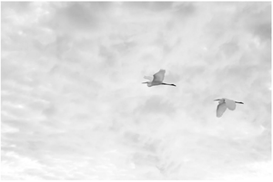 Egrets Horizontal (Black & White) - Studio CT