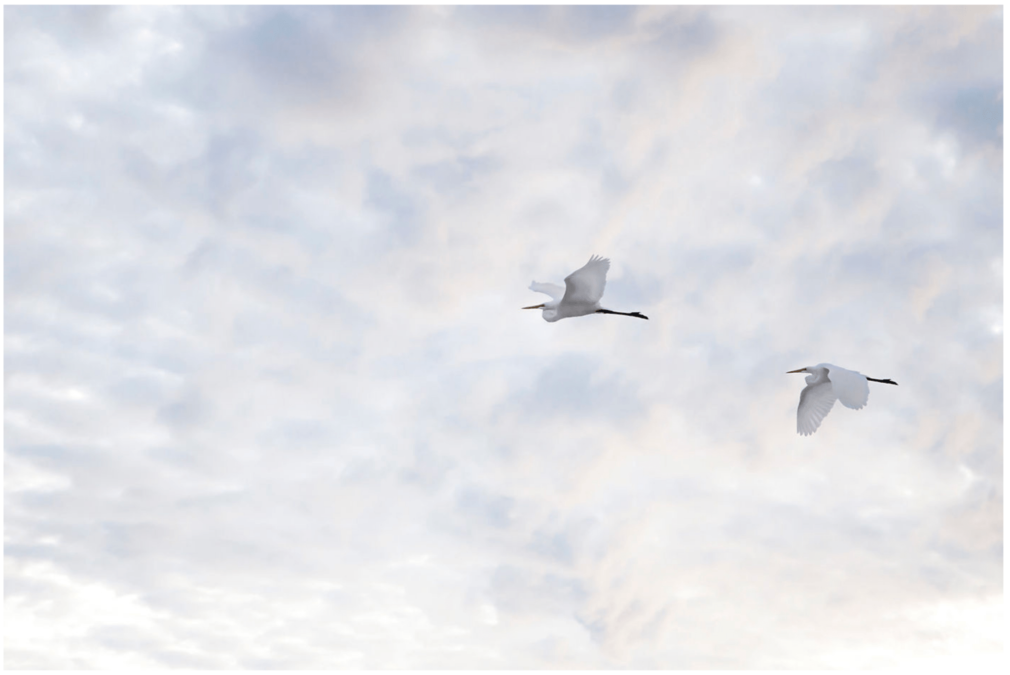 Egrets Horizontal (Color) - Studio CT