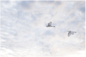 Egrets Horizontal (Color) - Studio CT