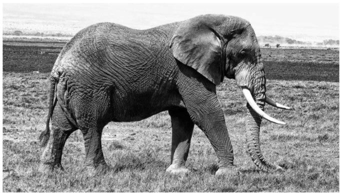 Portrait of an Elephant - Studio CT