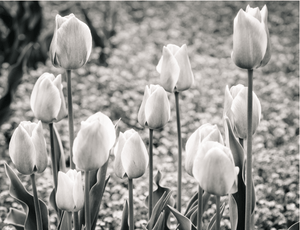 Tulips - Studio CT